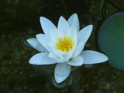 Nymphaea Alba  Seerose.jpg