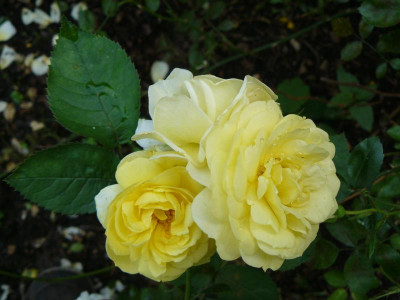 Bodendecker Rose.jpg