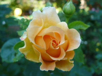 Rose orange.jpg