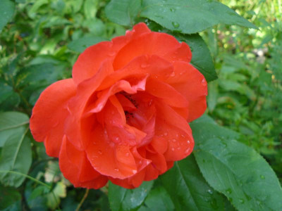 Rose.jpg
