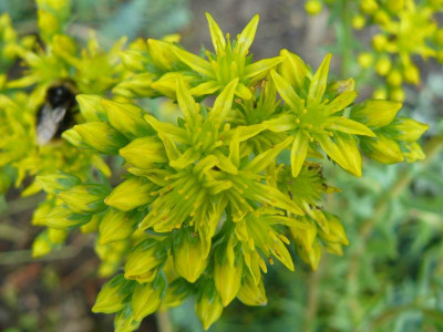 Sedum reflexum Felsen Fetthenne.jpg