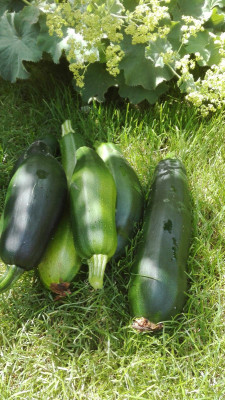 Zucchiniernte.jpg