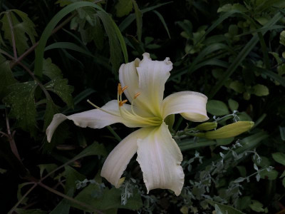 115DD03B-6F08-4E43-BBF8-CFA9D42630A9.jpeg