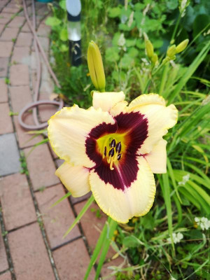 IMG_20190626_062052.jpg