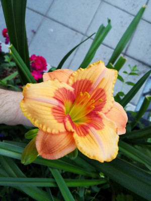 IMG_20190626_085325.jpg