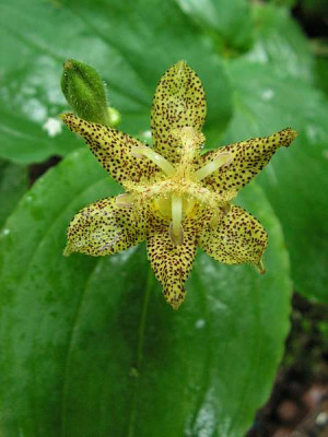 Tricyrtis_latifolia_0009.jpg