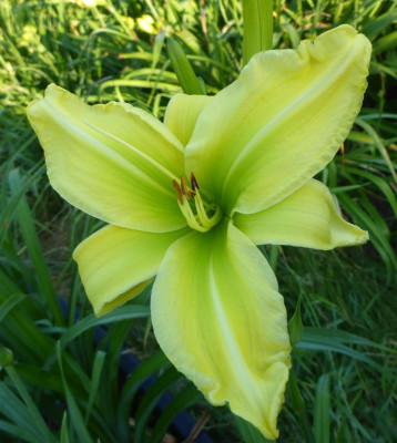 Säml 19-008 Perfectly Happy x Rainbow Flower.jpg