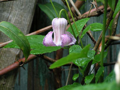 clematis_crispa_0015.jpg