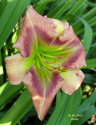 Green Rainbow 2019.jpg