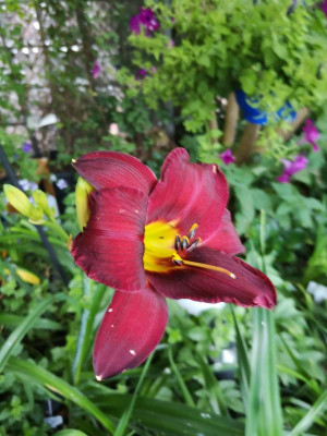 IMG_20190627_060258.jpg