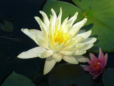 Seerose Marliacea Chromatella.jpg