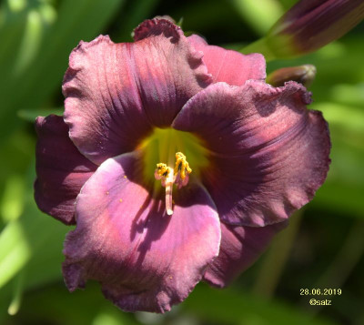 Purple Phantom 2019.jpg