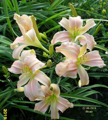 Before die erste Blüte 2019.jpg