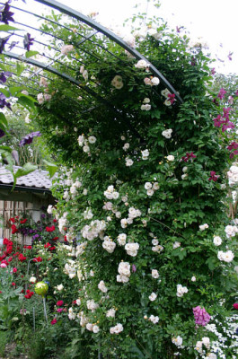 Rose_Gislaine_de_Felingonde0107.jpg