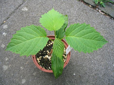 Davidia_involucrata_fars_2007.jpg