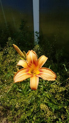 20190627_155227.jpg