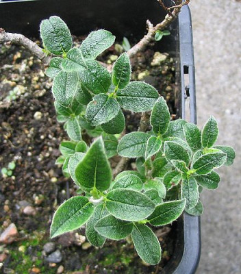 Salix_pyrenaica_fars_2007.jpg