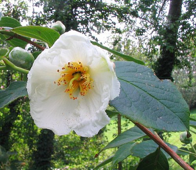 Stewartia_koreana_fars_2007.jpg