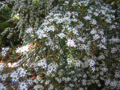 Kunzea_ericoides1.jpg