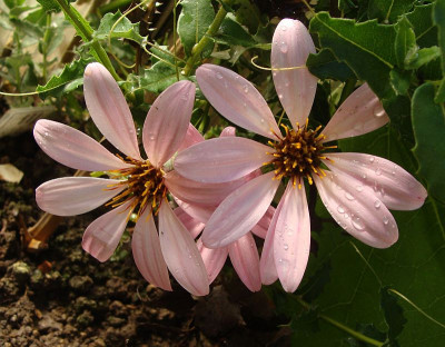 Mutisia oligodon19.jpg