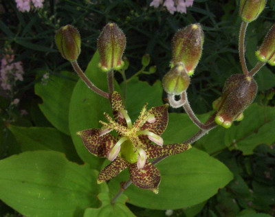 Tricyrtis_latifolia.jpg