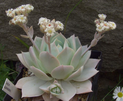 Sedum_suaveolens_1.JPG