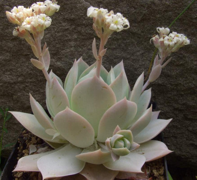 Sedum_suaveolens_2.JPG