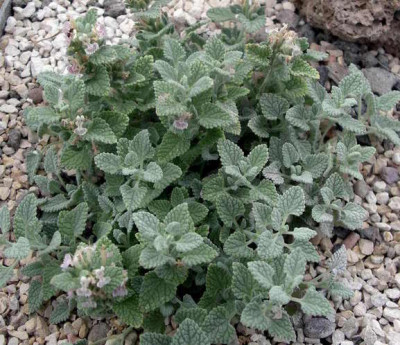 Nepeta_phyllochlamys_2007-06-12_001.JPG