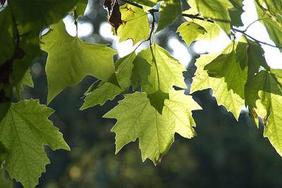 gegenlicht_6578.jpg