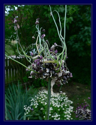 comp_2007_0611Eselsdistel0005.jpg