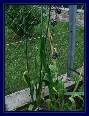 comp_2007_0611Eselsdistel0002.jpg