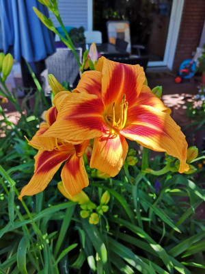 IMG_20190629_121733.jpg