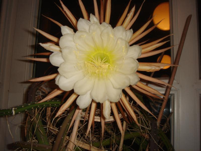DSC06465.JPG