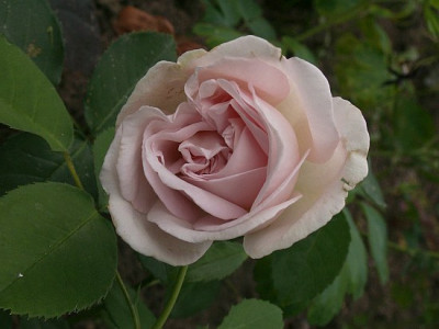 Cymbeline-06-07.jpg