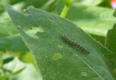 DSCF8741.JPG
