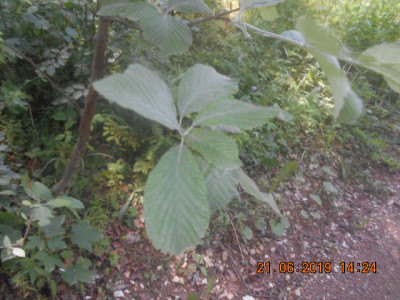 DSCN8416.jpg