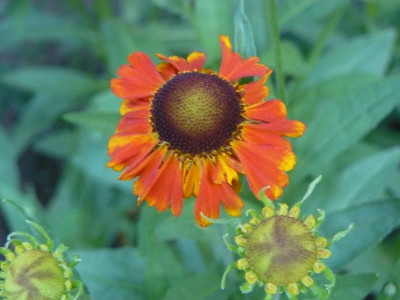 Helenium Moerheim Beauty Sonnenröschen.jpg