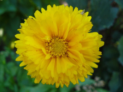 Coreopsis grandiflora 'Sunray' - Mädchenauge.jpg