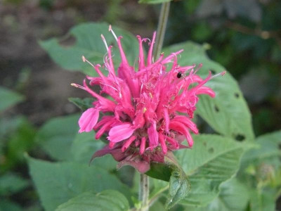 Monarda fistulosa 'Pink Lace  Indianernessel.jpg