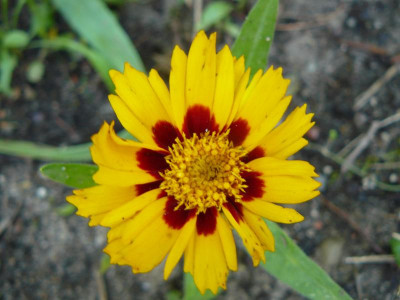 Coreopsis lanceolata Sterntaler Zwerg Mädchenauge.jpg