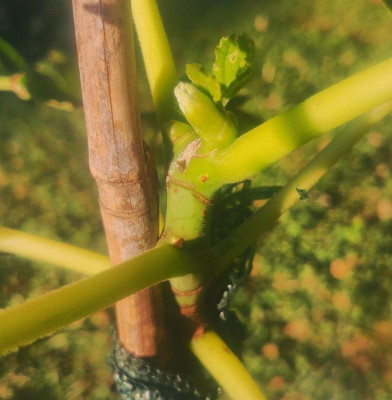Marot_20190629.jpg