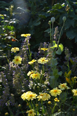 DSC_0085.JPG