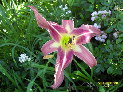 Lost label 20190629.jpg