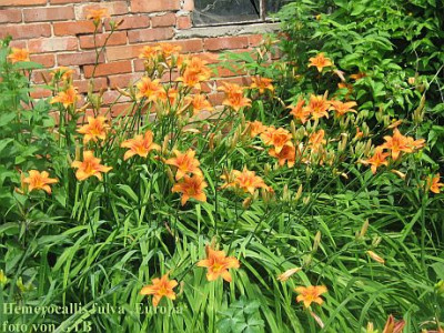 H._fulva_Horst_54623.jpg