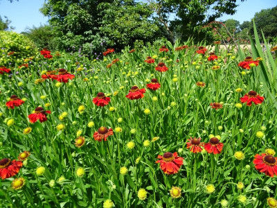Helenium Moerheim Beauty Juni 2019.JPG