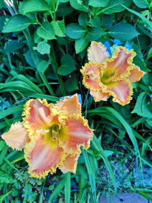 IMG_20190630_082526.jpg
