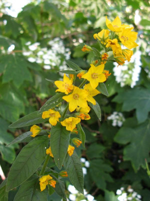 Lysimachia punktata.JPG