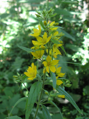 Lysimachia Slg.JPG