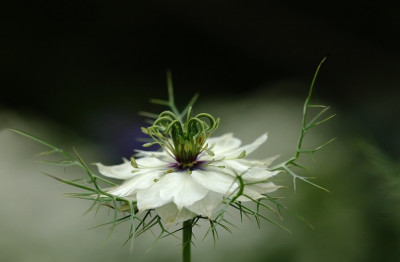 Nigella_1_09-06-2007.jpg