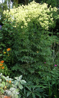 Thalictrum_lucidum.jpg